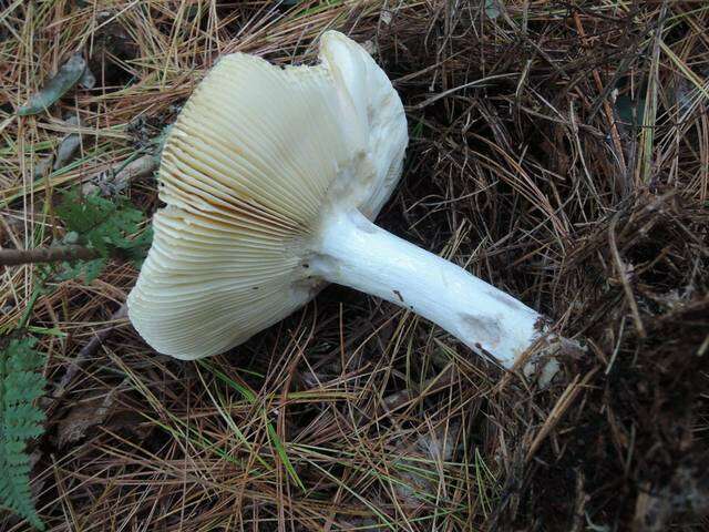 Image of Russula vinosa Lindblad 1901