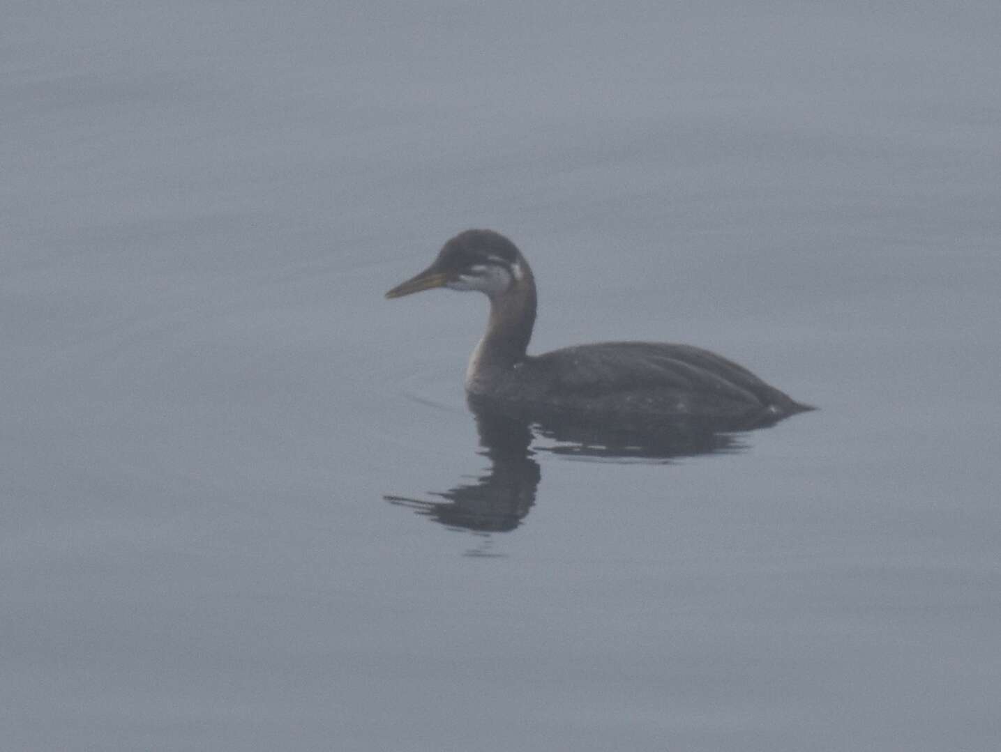 Image of Red-necked Grebe