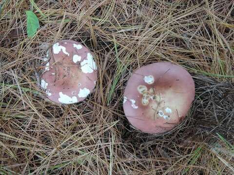 Image of Russula vinosa Lindblad 1901