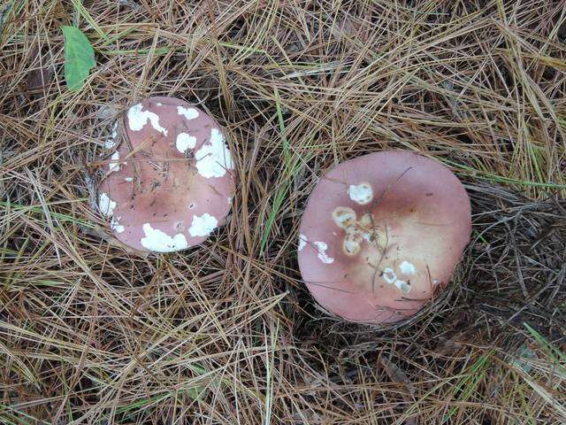 Image of Russula vinosa Lindblad 1901