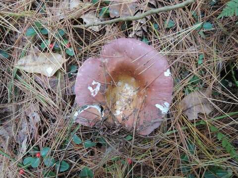 Image of Russula vinosa Lindblad 1901