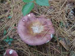 Image of Russula vinosa Lindblad 1901