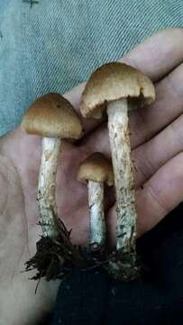 Image of Inocybe