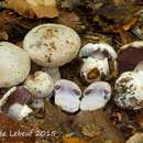 Image of Cortinarius pulchrifolius Peck 1883