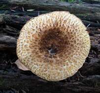 Слика од Leucopholiota