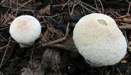 Imagem de Lycoperdon