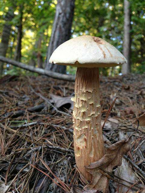 Image of Aureoboletus projectellus (Murrill) Halling 2015