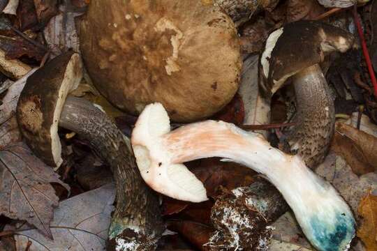 Image of Leccinum snellii A. H. Sm., Thiers & Watling 1967