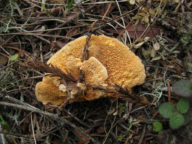 Image of Pycnoporellus