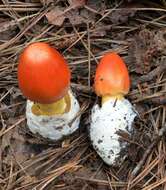 Imagem de Amanita jacksonii Pomerl. 1984