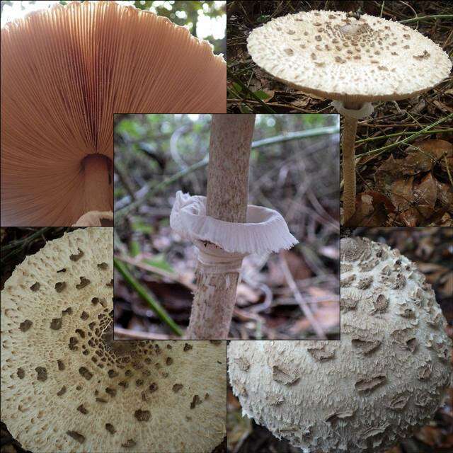 Image of Macrolepiota