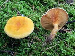 Image of Hygrophoropsidaceae