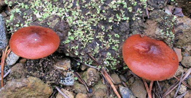 Image of Milk Cap Mushrooms