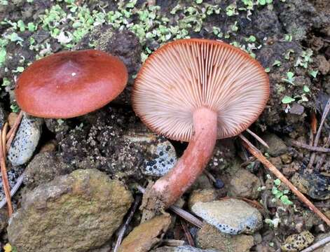 Image of Milk Cap Mushrooms