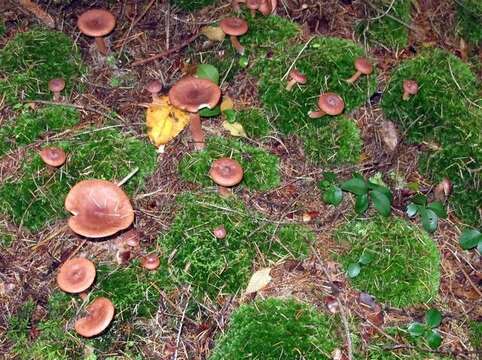 Image of Milk Cap Mushrooms