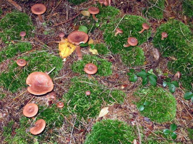 Image of Milk Cap Mushrooms