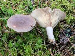 Image of Lactarius mammosus Fr. 1838