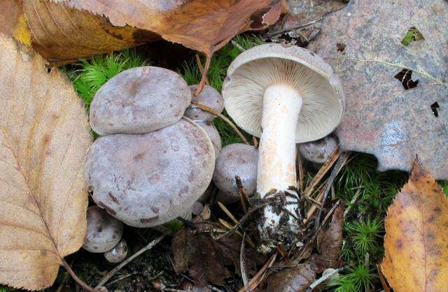 Image of Lactarius mammosus Fr. 1838