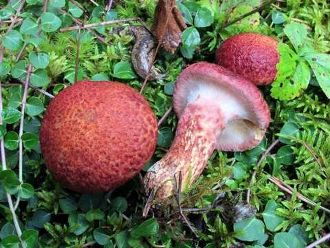 Image of Clinton’s boletus