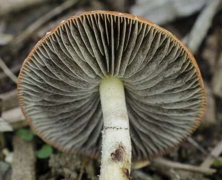 Image of Leratiomyces