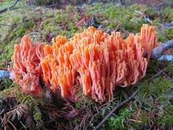 Image de Ramaria cyaneigranosa Marr & D. E. Stuntz 1974