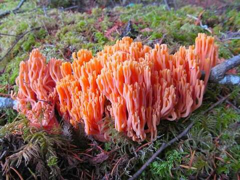 Слика од Ramaria cyaneigranosa Marr & D. E. Stuntz 1974