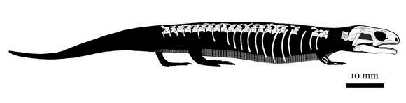Sivun Microsauria kuva