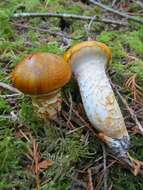 Image of Tricholoma focale (Fr.) Ricken 1914