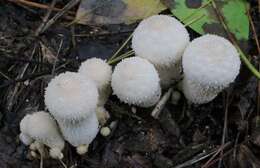 Imagem de Lycoperdon