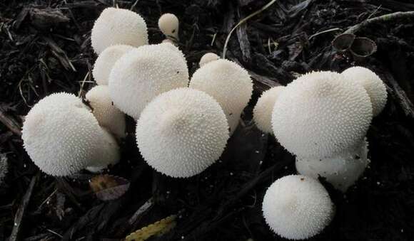 Imagem de Lycoperdon