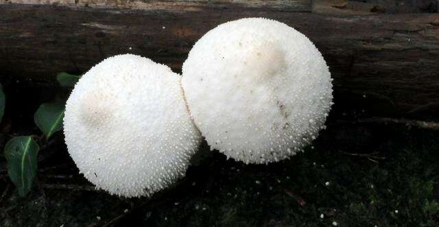 Imagem de Lycoperdon