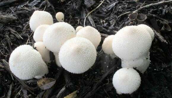 Imagem de Lycoperdon