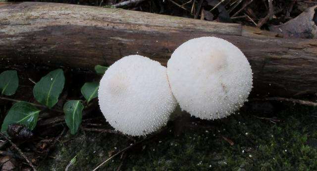 Imagem de Lycoperdon