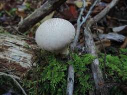 Imagem de Lycoperdon