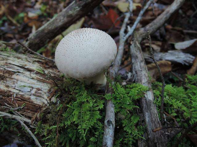 Imagem de Lycoperdon