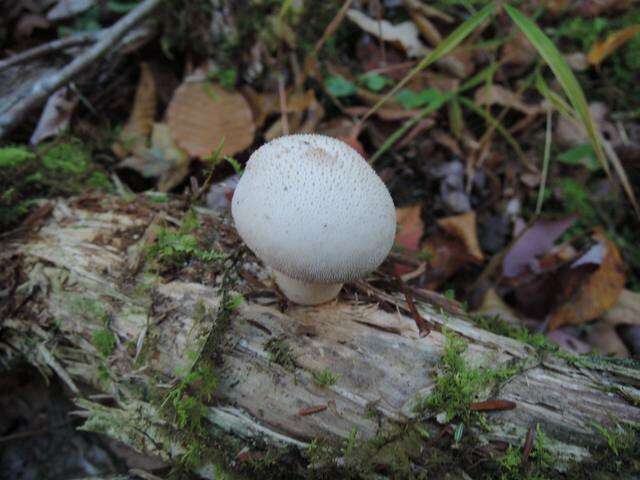 Imagem de Lycoperdon