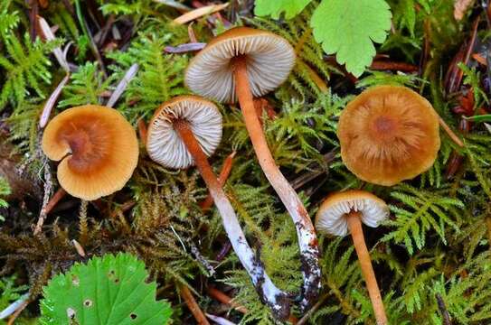 Image of Rhodophana nitellina (Fr.) Papetti 2014