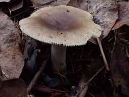 Image of Russula sororia (Fr.) Romell 1891