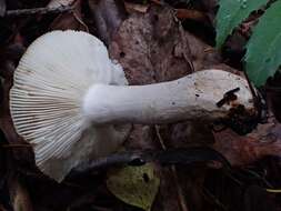 Image of Russula sororia (Fr.) Romell 1891