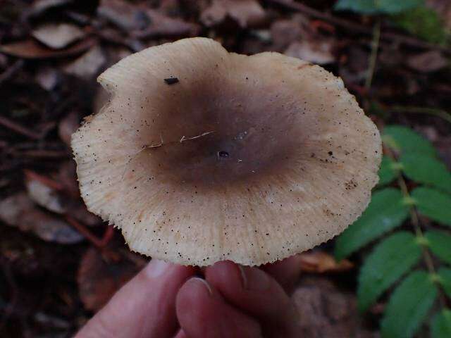 Image of Russula sororia (Fr.) Romell 1891