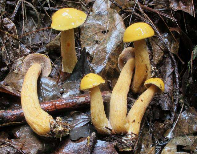 Image of Suillus punctipes (Peck) Singer 1945