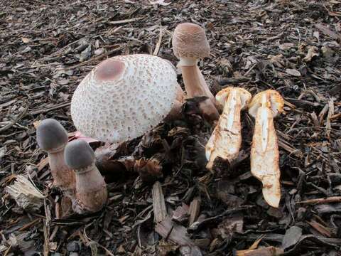 Plancia ëd Leucoagaricus