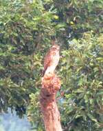 Image of Grey-faced Buzzard