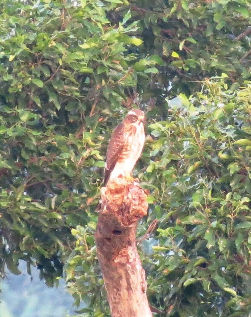 Image of Grey-faced Buzzard