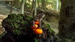 Image of Mycena leaiana (Berk.) Sacc. 1891