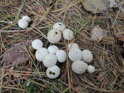 Imagem de Lycoperdon