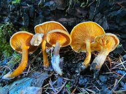 صورة Hygrophoropsidaceae