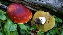 Boletus rubriceps D. Arora & J. L. Frank 2014 resmi