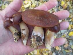 صورة Rhodocollybia