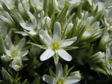 Image of Franklin's sandwort